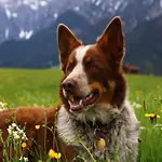 On An Organic Farm Near Slopes * Saalfelden