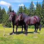 On An Organic Farm Near Slopes Saalfelden