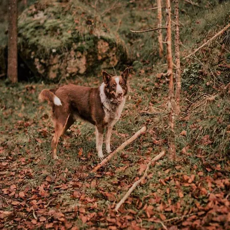 On An Organic Farm Near Slopes Appartement *