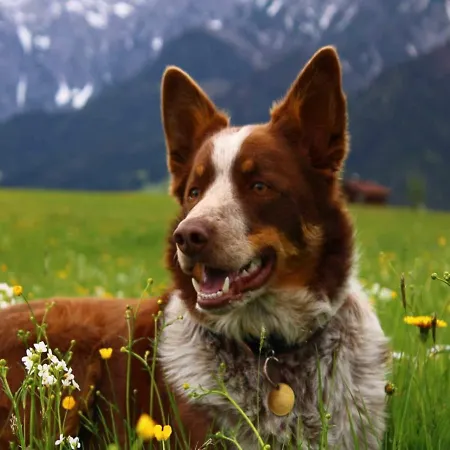 On An Organic Farm Near Slopes * Saalfelden