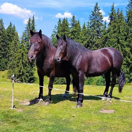 On An Organic Farm Near Slopes Saalfelden